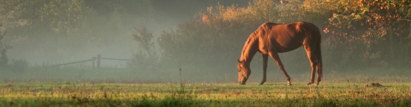 Cole Ranch About Us Image